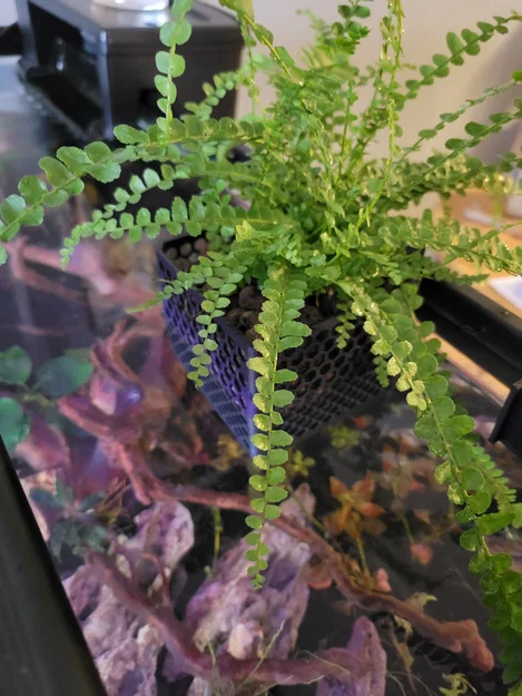 Chậu trồng cây treo thành hồ Aquarium/Riparium (chỉnh độ cao) - Image 3