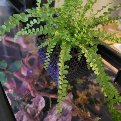 Chậu trồng cây treo thành hồ Aquarium/Riparium (chỉnh độ cao)