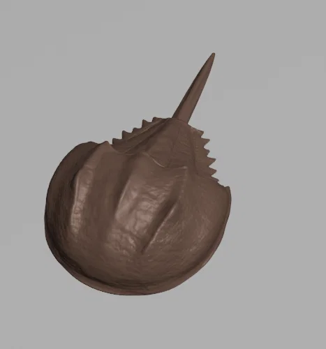 Tượng Cua Móng Ngựa (Horseshoe Crab Sculpture) - Image 1