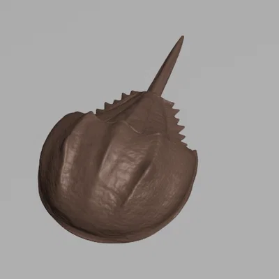 Tượng Cua Móng Ngựa (Horseshoe Crab Sculpture)