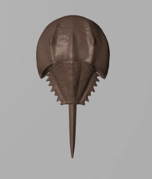 Tượng Cua Móng Ngựa (Horseshoe Crab Sculpture) - Image 2