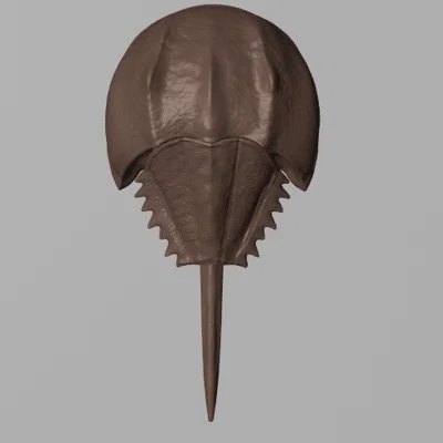 Tượng Cua Móng Ngựa (Horseshoe Crab Sculpture)