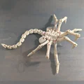 Semi-Posable Flexi Facehugger (Bản Có Khớp Tạo Dáng Một Phần) - Thumbnail 1
