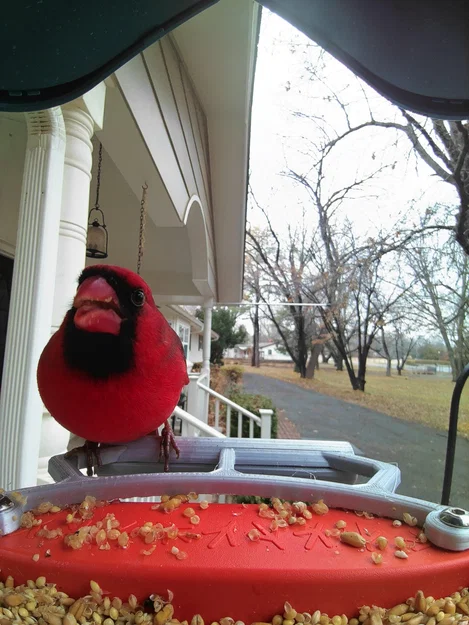 Brid Buddy Larger Bird Perch – Thanh đậu lớn cho Bird Buddy - Image 3