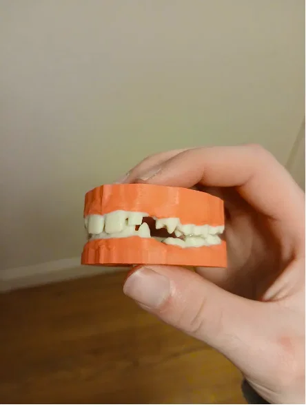 Mô hình hàm răng 3D chi tiết cho đào tạo và học tập nha khoa - Image 1