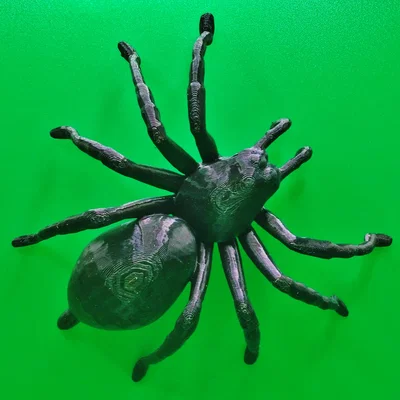 Nhện Tarantula Cỡ Lớn (Big Tarantula spider)