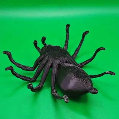 Nhện Tarantula Cỡ Lớn (Big Tarantula spider)