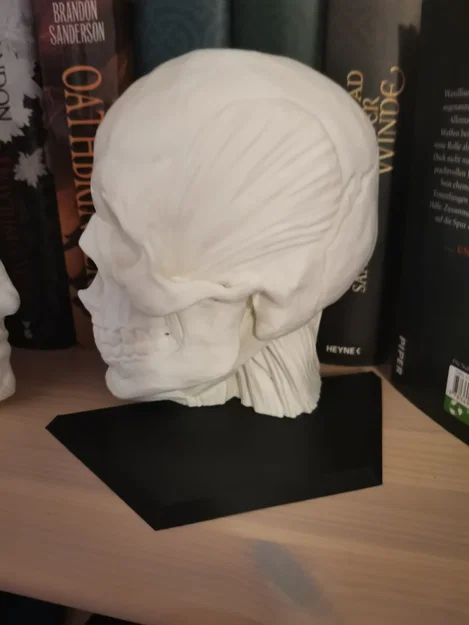 Chặn sách Ecorche - Giải phẫu người (Human Anatomy) - Image 4