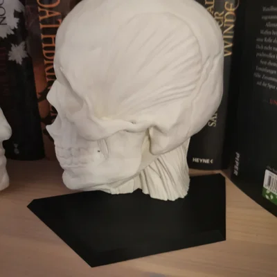 Chặn sách Ecorche - Giải phẫu người (Human Anatomy)