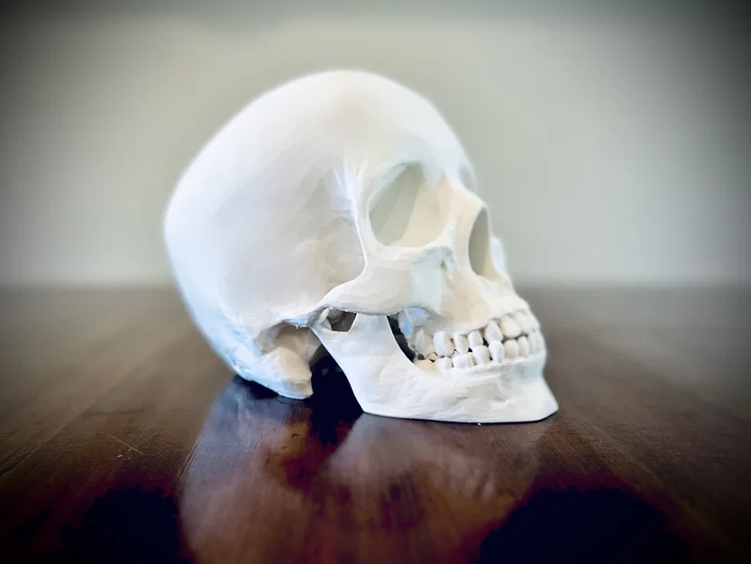 Hộp Sọ Người (Human Skull) - Image 1