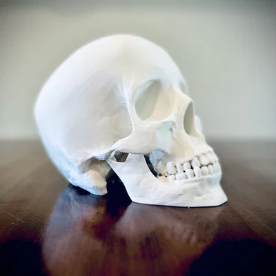 Hộp Sọ Người (Human Skull)