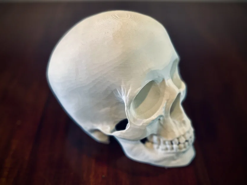 Hộp Sọ Người (Human Skull) - Image 2