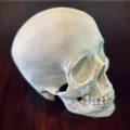 Hộp Sọ Người (Human Skull) - Thumbnail 2