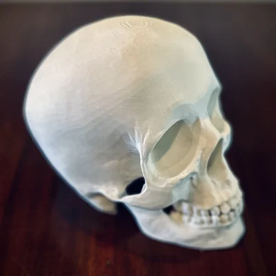 Hộp Sọ Người (Human Skull)