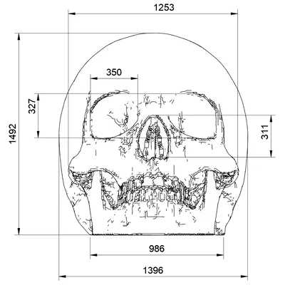 Hộp Sọ Người (Human Skull)