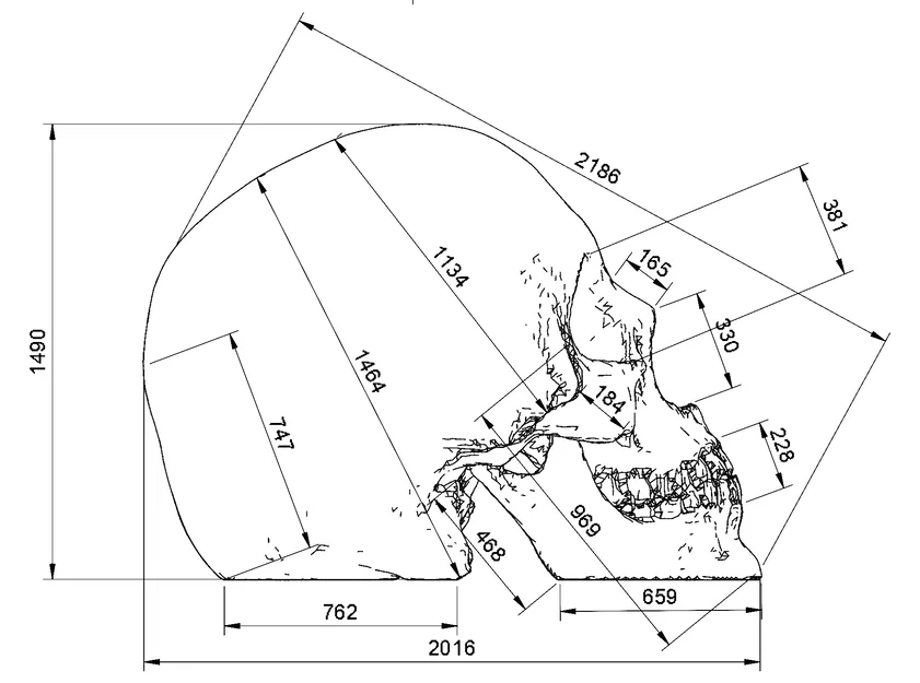Hộp Sọ Người (Human Skull) - Image 4