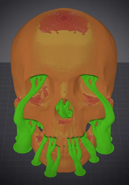 Hộp Sọ Người (Human Skull) - Image 5