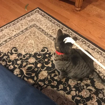 Cây Gãi Lưng Hình Bàn Tay / Kitty Scratcher