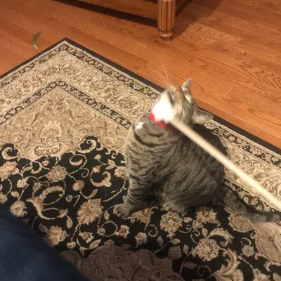 Cây Gãi Lưng Hình Bàn Tay / Kitty Scratcher