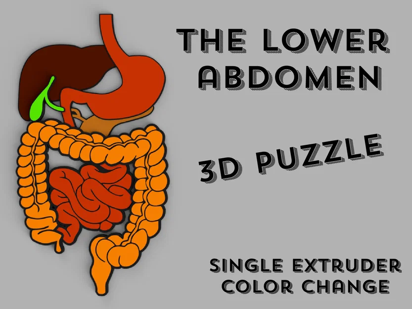Puzzle 3D Bụng Dưới (Lower Abdomen 3D puzzle) - Image 1