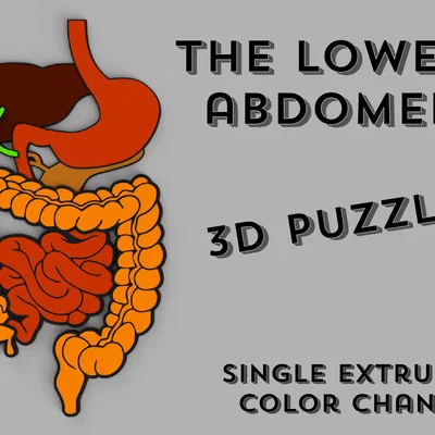 Puzzle 3D Bụng Dưới (Lower Abdomen 3D puzzle)