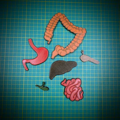Puzzle 3D Bụng Dưới (Lower Abdomen 3D puzzle)