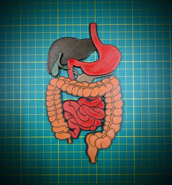 Puzzle 3D Bụng Dưới (Lower Abdomen 3D puzzle) - Image 3