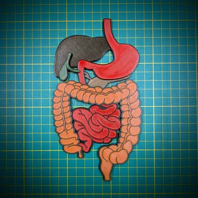Puzzle 3D Bụng Dưới (Lower Abdomen 3D puzzle)