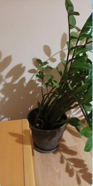 Khung đỡ cây cảnh (Plant support) - Giải pháp chống ngã đổ cho cây trồng - Image 4