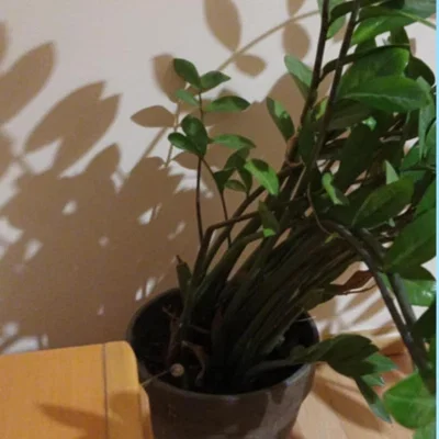 Khung đỡ cây cảnh (Plant support) - Giải pháp chống ngã đổ cho cây trồng