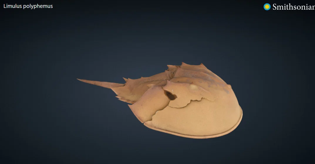 Cua Móng Ngựa (Horse Shoe Crab) – 3D Scan từ Smithsonian - Image 1