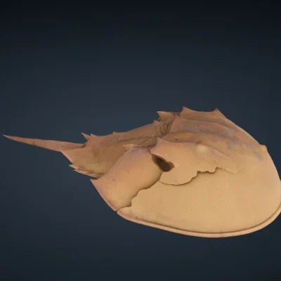 Cua Móng Ngựa (Horse Shoe Crab) – 3D Scan từ Smithsonian