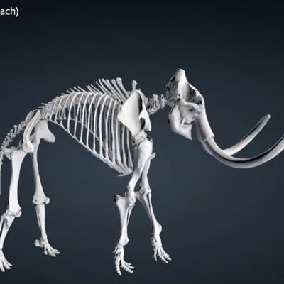 Mô hình 3D bộ xương voi ma mút (Woolly Mammoth) cực chi tiết