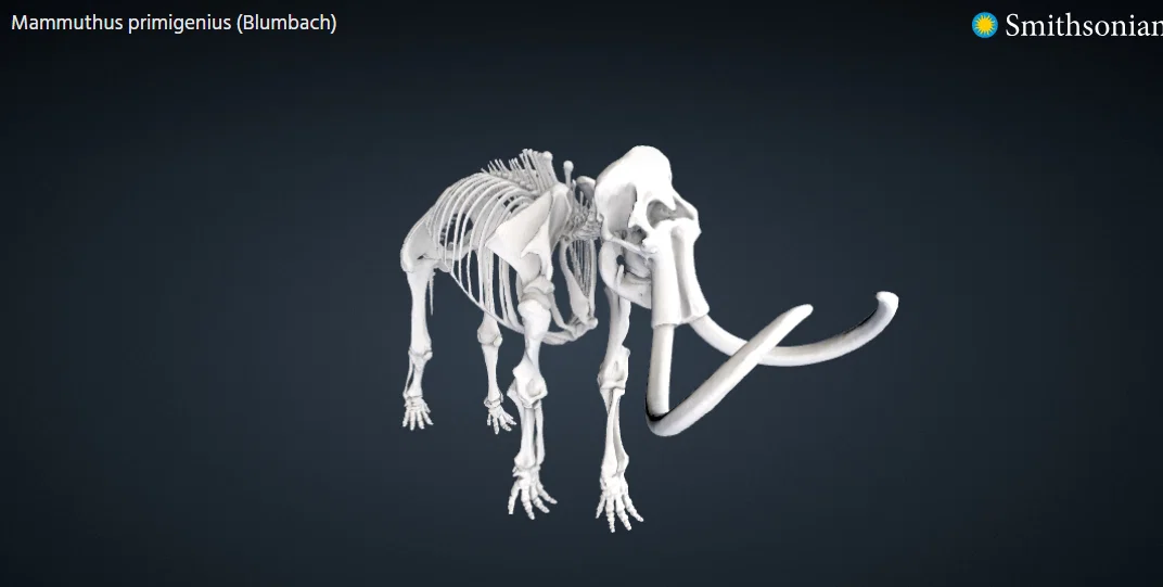 Mô hình 3D bộ xương voi ma mút (Woolly Mammoth) cực chi tiết - Image 2