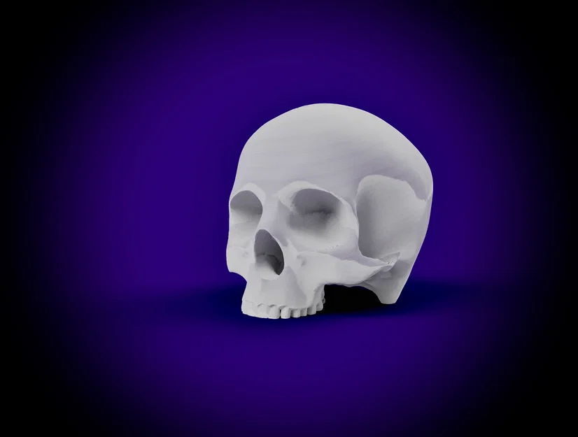 Mô hình hộp sọ người không hàm (Human Skull - Jaw Delete) in 3D - Image 1