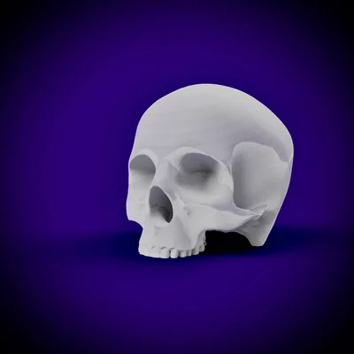 Mô hình hộp sọ người không hàm (Human Skull - Jaw Delete) in 3D