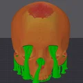 Mô hình hộp sọ người không hàm (Human Skull - Jaw Delete) in 3D - Thumbnail 3