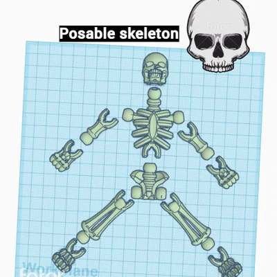 Mô hình bộ xương khớp nối linh hoạt (Posable Skeleton) V2.0 3D