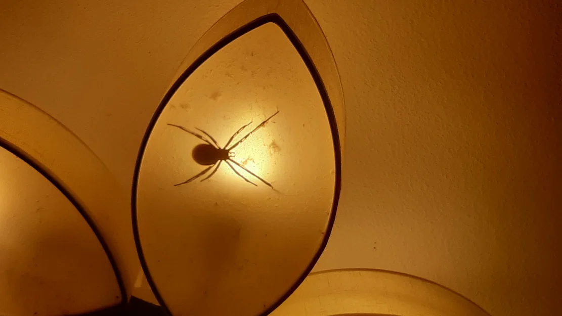 Mô hình nhện kinh dị trong đèn ngủ - Dùng để troll bạn bè - Image 3