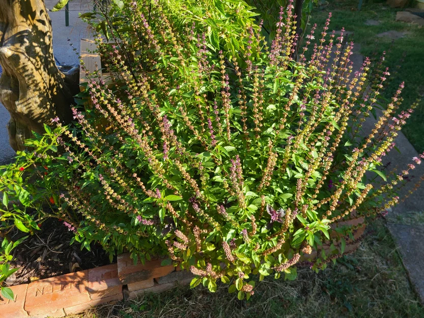 Bộ tuốt & tách hạt húng quế (Basil Seed Thresher) - Image 13