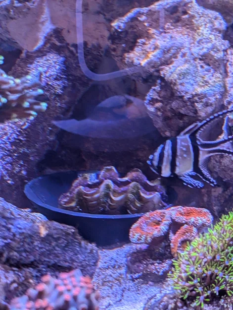 Giá đỡ Clam cho hồ reef (Clam Cradle For Reef Tank) - Image 3