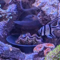 Giá đỡ Clam cho hồ reef (Clam Cradle For Reef Tank) - Thumbnail 3