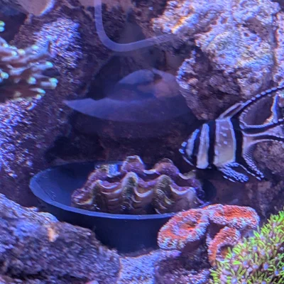 Giá đỡ Clam cho hồ reef (Clam Cradle For Reef Tank)