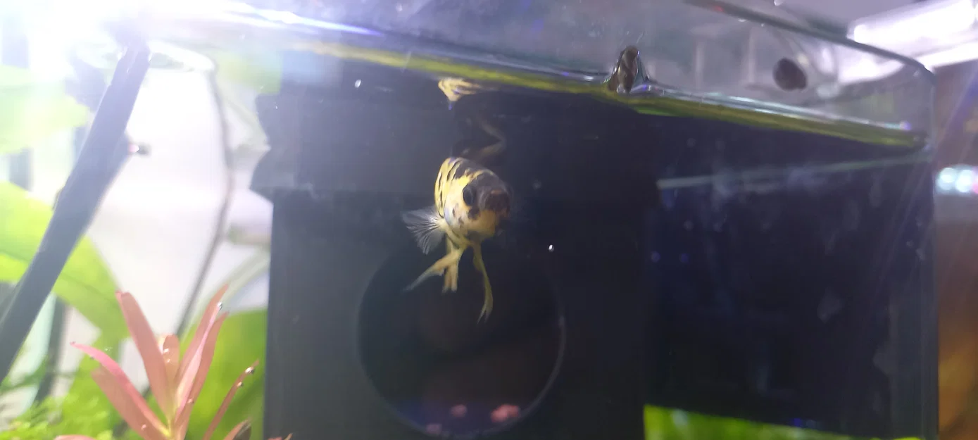 Nhà/Chỗ Núp Cá Betta Nổi (Floating Betta House/Hideout) - Image 2