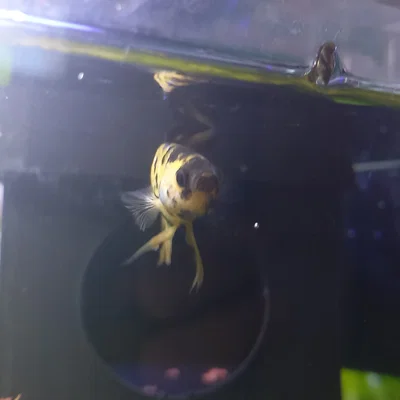 Nhà/Chỗ Núp Cá Betta Nổi (Floating Betta House/Hideout)