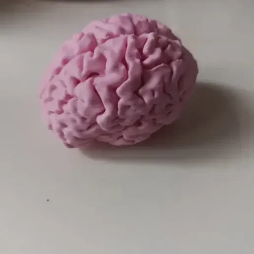 Mô hình bộ não (Cerebro/Brain) dựa trên ảnh chụp MRI - Image 1