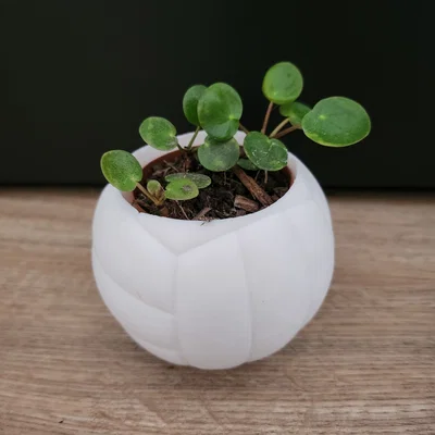 Chậu cây hình quả bóng chuyền – Chậu trang trí thể thao cho chậu cây 6 cm