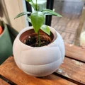 Chậu cây hình quả bóng chuyền – Chậu trang trí thể thao cho chậu cây 6 cm - Thumbnail 2