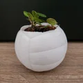 Chậu cây hình quả bóng chuyền – Chậu trang trí thể thao cho chậu cây 6 cm - Thumbnail 3