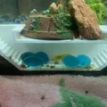 Mô hình hầm trú ẩn cho tép cảnh (Tunnel Aquarium) in 3D - Thumbnail 2